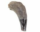 Fossil Odontocete (Toothed Whale) Tooth - Maryland #71109-1